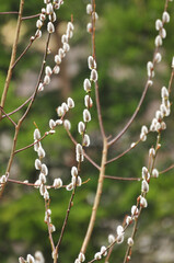 Catkins on branches in spring
