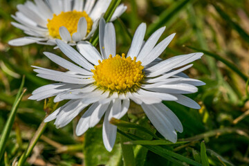 Obraz premium Yellow, white and red field flowers from the Danish gardens, grow everywhere in Denmark, mostly in seedbeds