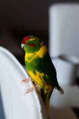 Kakariki parrot sitting on the wall of a chair
