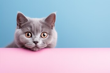 adorable gray british cat peeking out against a blue and pink background