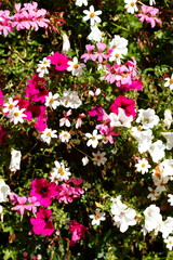 Pink und wei&szlig;  Bl&uuml;hende Primeln, Closeup, Deutschland