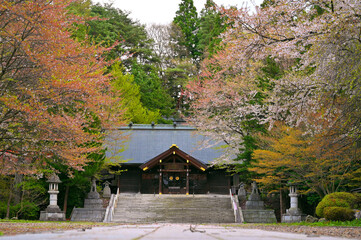 Cherry blossom or Sakura full bloom and yellow and red leave tree in Iwate Gokoku Shrine beside Morioka Hachimangu Shrine is one of the most impressive shrines of Morioka cIty, Iwate, Japan - 747198548