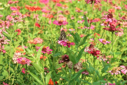 Zenia flowers garden with butterfly	