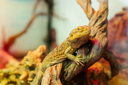 Captive Bearded Dragon on Naturalistic Habitat