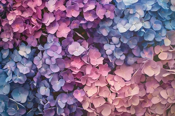 Foto auf Leinwand purple and pink hydrangea flowers (2) © Visual Sensation