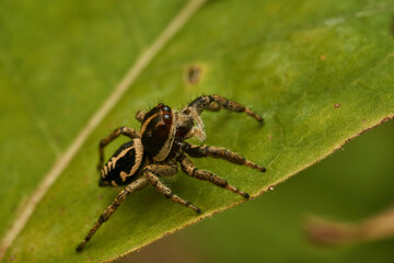 A yellow and black spider perched on a branch