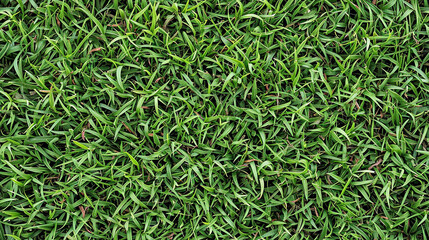 Seamless green grass pattern texture - 747201107