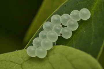 some white insect eggs on a green leaf