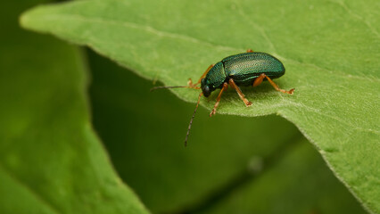 a green insect perched on a green leaf