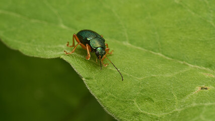 a green insect perched on a green leaf