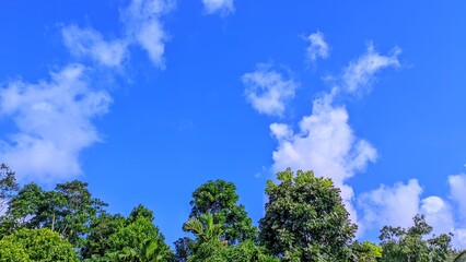 sky and trees