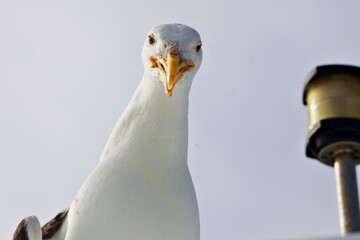 neugierige Möwe