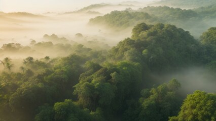 Beautiful foggy morning light Landscape in the jungle. Aerial drone top view