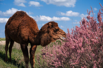 A lone camel against a background of blooming rose bushes and a blue sky