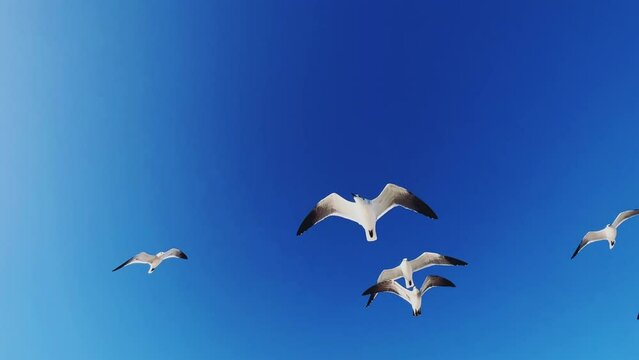 Seagulls on the Cuban beach in Varadero, Cuba. Seagulls with spreading wings against a background of blue sky and sunlight. Fluttering birds are asking for food. The Atlantic Ocean 4K