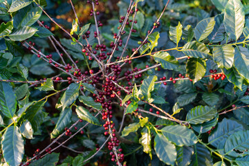 fresh coffee cherry on the coffee tree