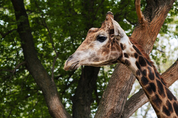 A close-up shot of a cute giraffe on the loose in a zoo with trees