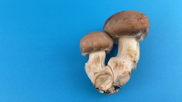 Fresh champignon mushrooms, dolly shot on two royal brown champignon one large and one small on blue background
