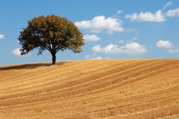 Lone Tree Amid Wheat Field