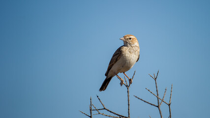  Sabota Lark (Calendulauda sabota) Kgalagadi Transfrontier  Park, South Africa
