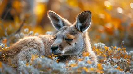 Fotobehang wildlife photography, authentic photo of a kangaroo in natural habitat, taken with telephoto lenses, for relaxing animal wallpaper and more © elementalicious