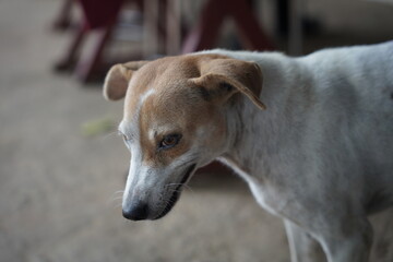 The image depicts a small dog standing on the ground. It is a white dog with a snout, outdoors.