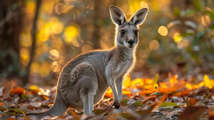 Deurstickers wildlife photography, authentic photo of a kangaroo in natural habitat, taken with telephoto lenses, for relaxing animal wallpaper and more © elementalicious