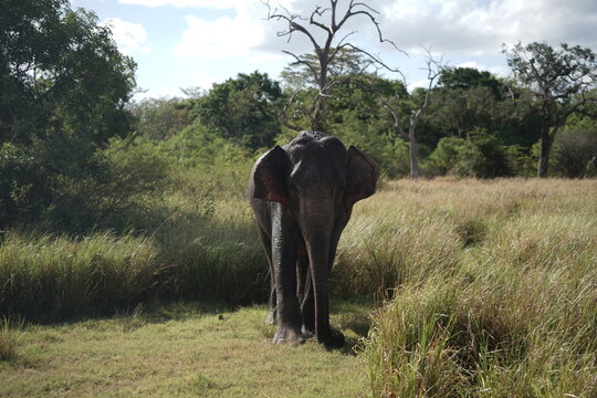 The image shows an elephant walking through a grassy field under a cloudy sky. The scene depicts a wildlife setting in a savanna or grassland area.