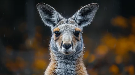 Foto auf Acrylglas wildlife photography, authentic photo of a kangaroo in natural habitat, taken with telephoto lenses, for relaxing animal wallpaper and more © elementalicious