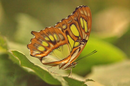 Malachite butterfly perched on leaf