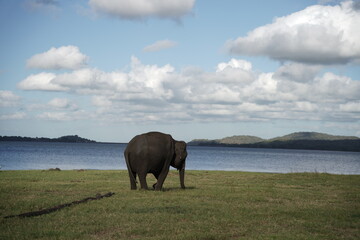 background of a nice elephant with clouds and sea standing in the grass.