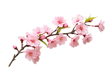 Fototapeta premium pink cherry blossom flower on white