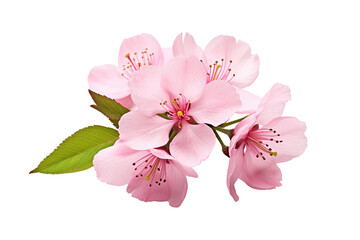 pink cherry blossom flower on white