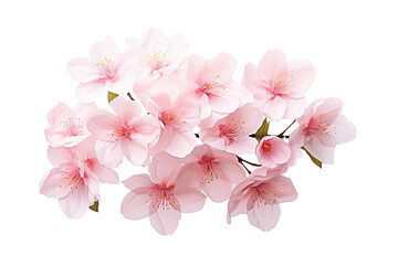 Naklejka premium pink cherry blossom flower on white