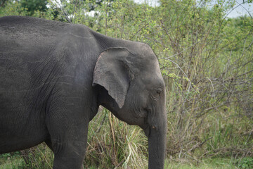 The elephant is crying with damage to the skin. poor animals are crying and abused by humans.      ...