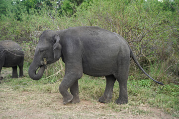 The elephant is eating grass with his nose in the savannah in the morning with a lot of plants and trees.