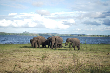 Group of elephants in front of the sea with nice clouds in the morning in Sri Lanka.