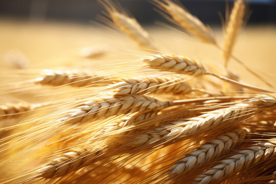 AI Generated Image. Close-up view of the wheat harvesting