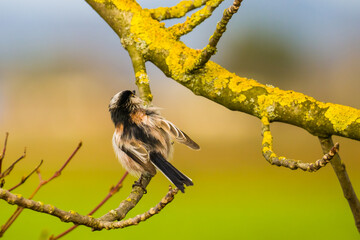 Cute long-tailed tit on a tree branch on the blurred colorful background