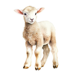 Lamb watercolor clipart illustration on transparent background