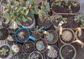 Fototapeta na wymiar Home grown flowers, Succulent, Cactus and tree others in pots on balcony garden. Ornamental plants standing placed on a terrace, Natural plants in potted, Home gardening - Eco living. Copy space,.