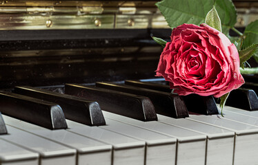 Red beautiful rose put on piano keyboard with free space for text. Fresh rose flower lying on the...