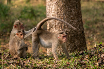 Bonnet Macaque - Macaca radiata, beautiful popular primate endemic in South and West Indian forests and woodland, Nagarahole Tiger Reserve. - 747219300