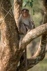 Bonnet Macaque - Macaca radiata, beautiful popular primate endemic in South and West Indian forests and woodland, Nagarahole Tiger Reserve. - 747219309