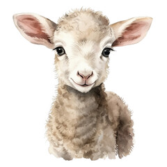 Fototapeta premium Lamb portrait watercolor clipart illustration on transparent background