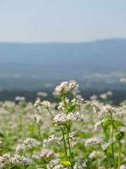 Gryka kwitnąca