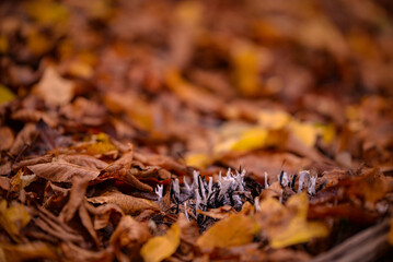 Candelsnuff fungus grown in the forest among the colorful autumn leaves. Poisonous mushroom also called Xylaria Hypoxylon
