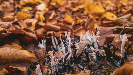 Candelsnuff fungus grown in the forest among the colorful autumn leaves. Poisonous mushroom also called Xylaria Hypoxylon