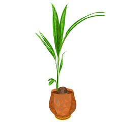 Tropical plant coconut palm in a pot outline low-polygon on a white background  vector illustration  editable hand draw