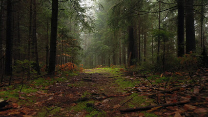 Beautiful misty and mossy forest path. - 747223548